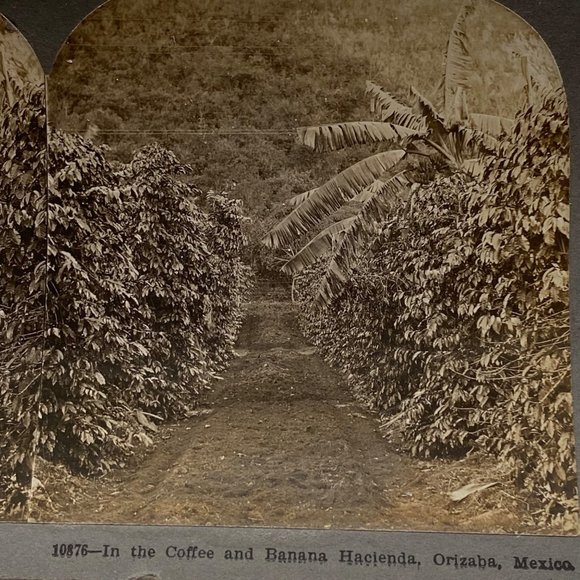 Antique 1900 Stereoview Photo Card Coffee Banana Hacienda Orizaba Mexico Keyston - Picture 1 of 8